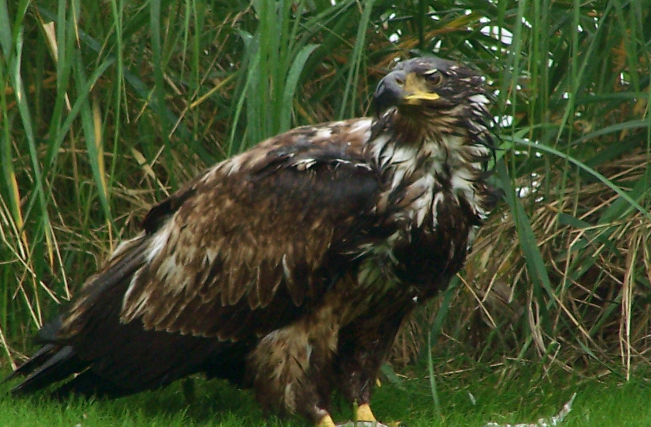 Eagle on my front lawn