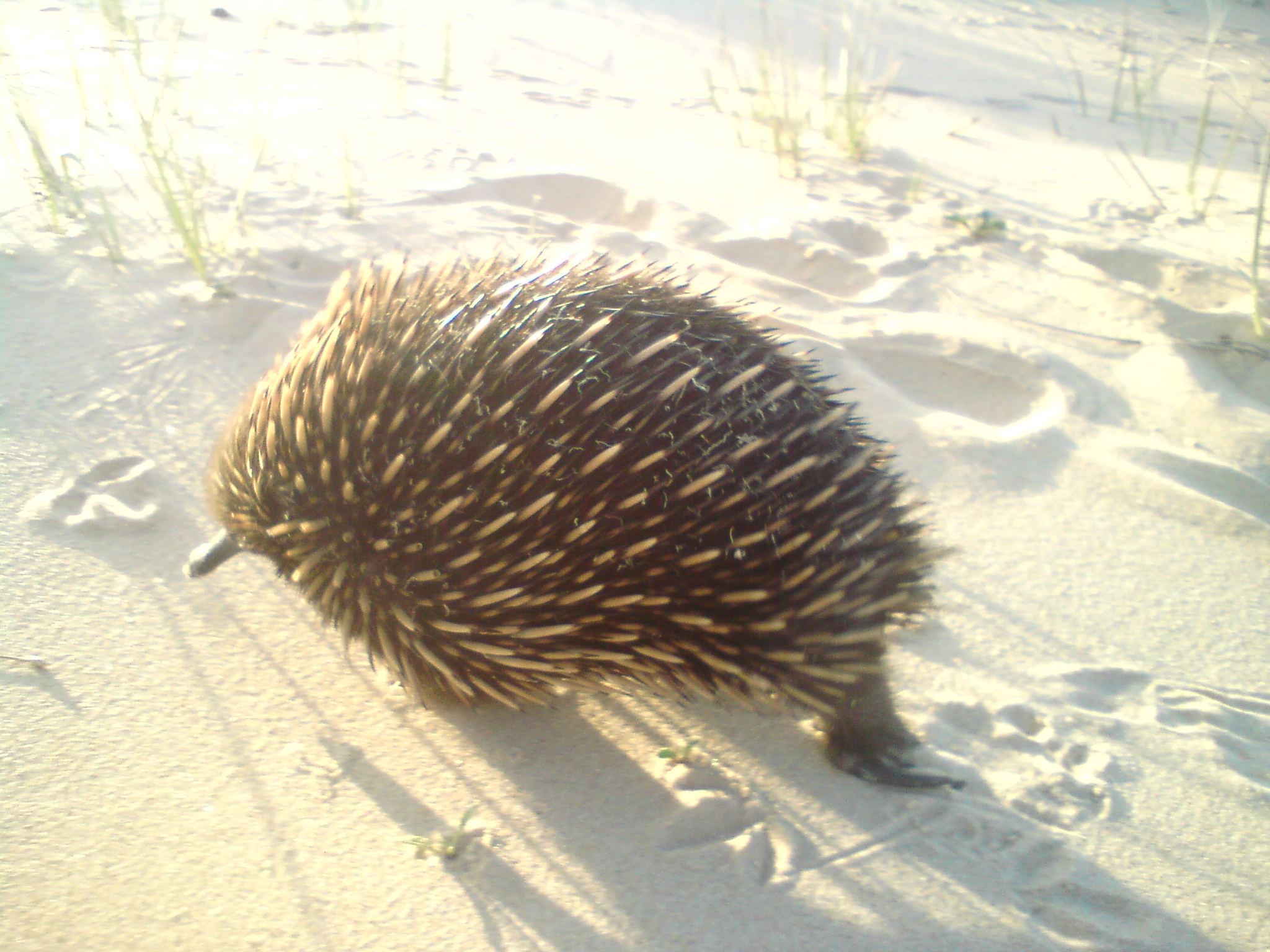 Echidna