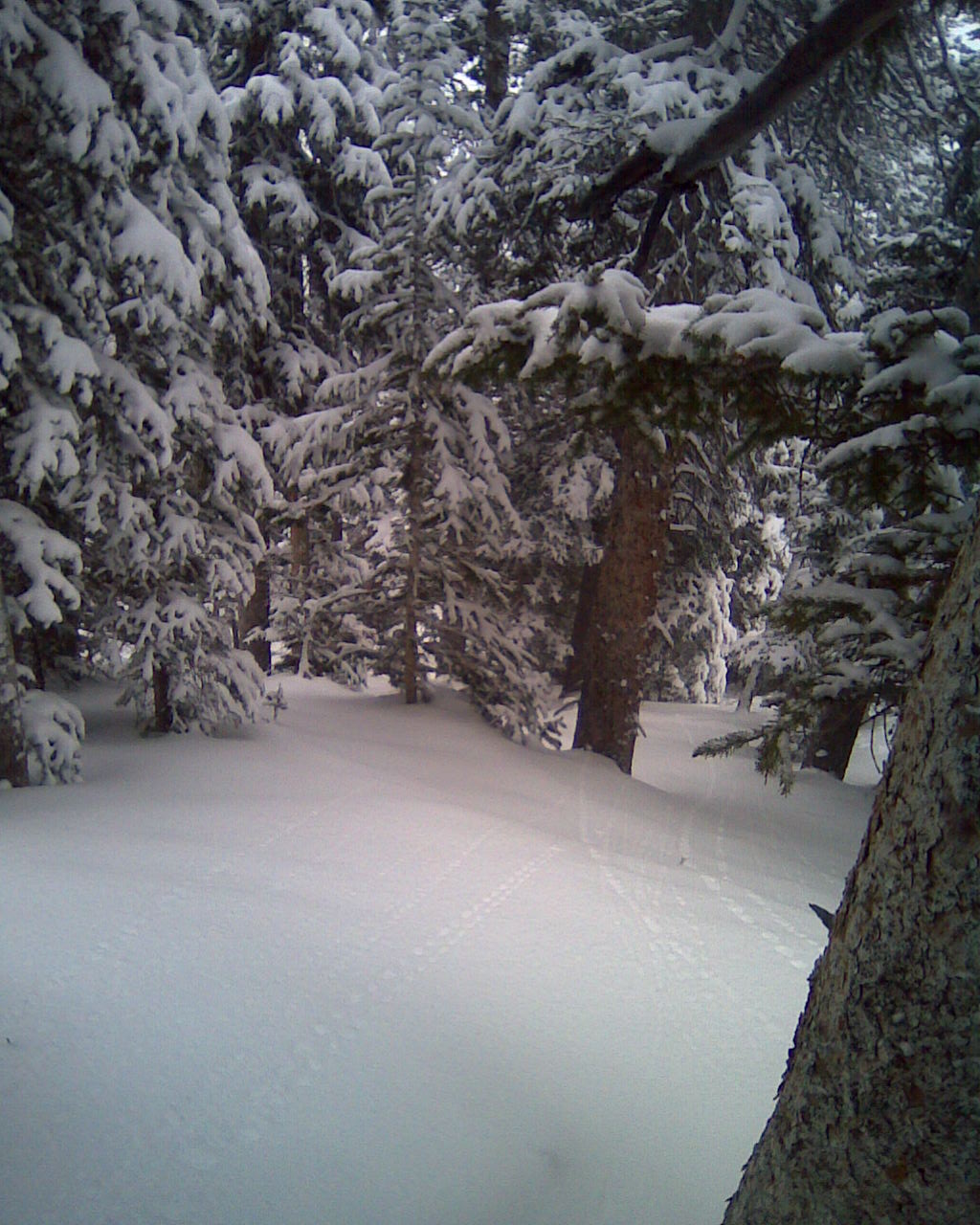 Eldeeezy treee pow line bitches