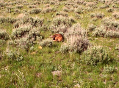 Elk calf