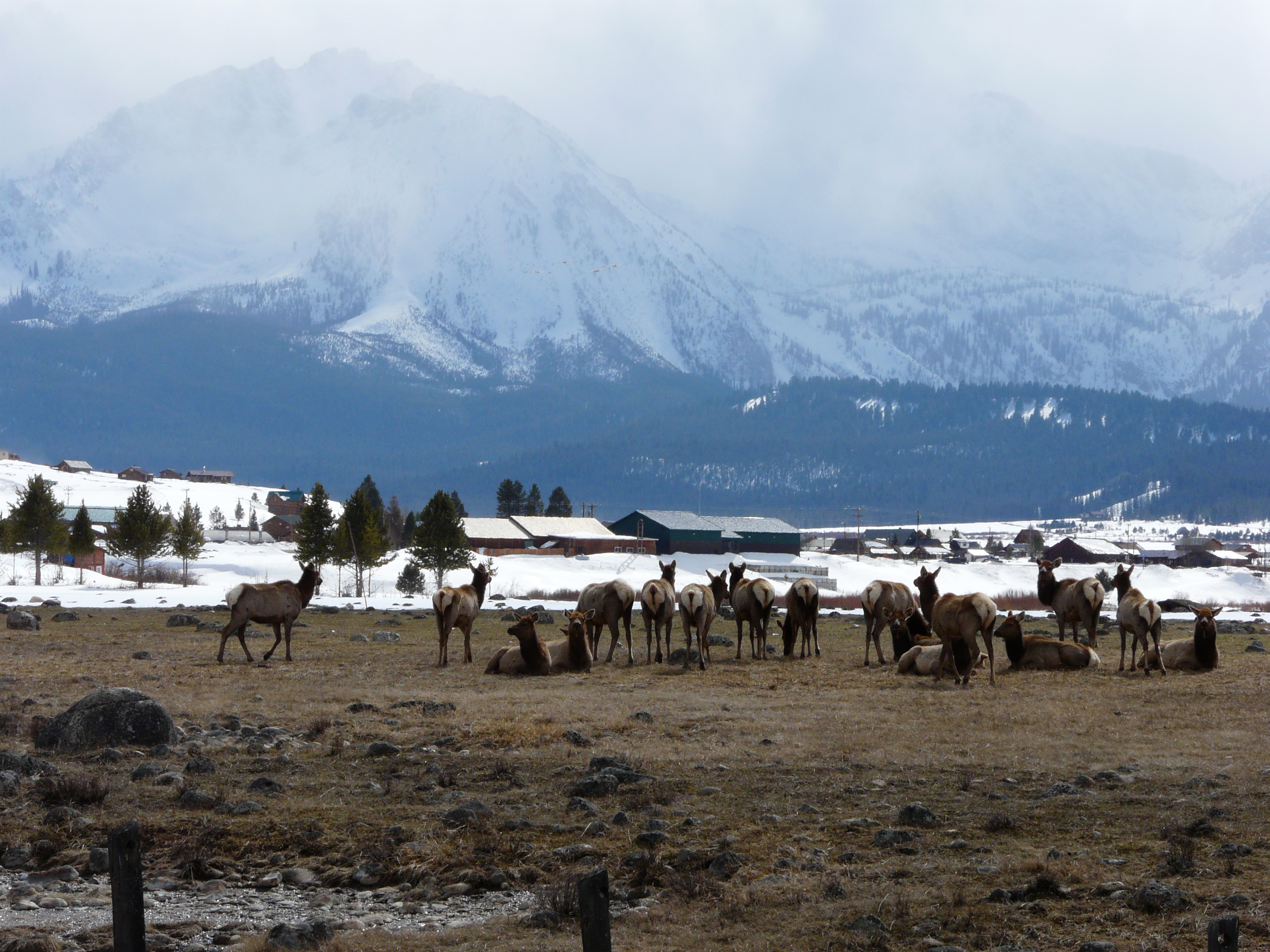 Elk herd
