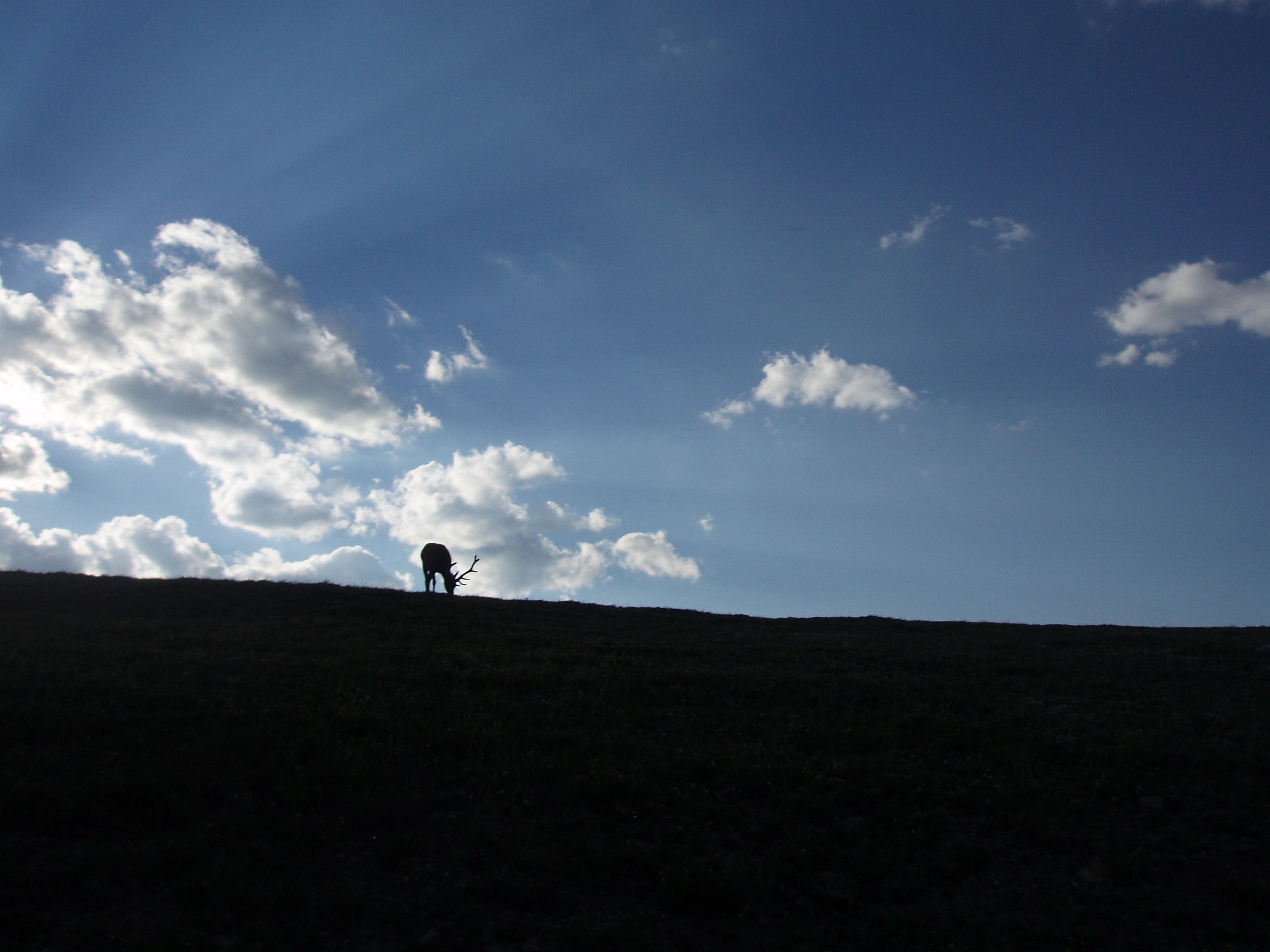 Elk on the hill