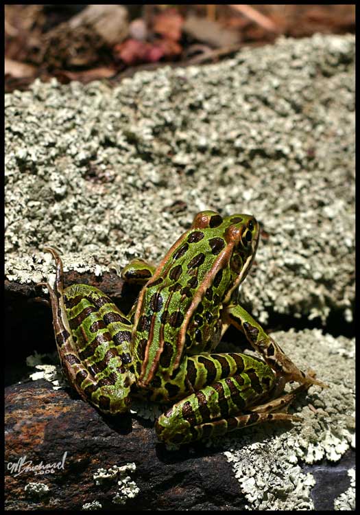 Evil...ish.. looking