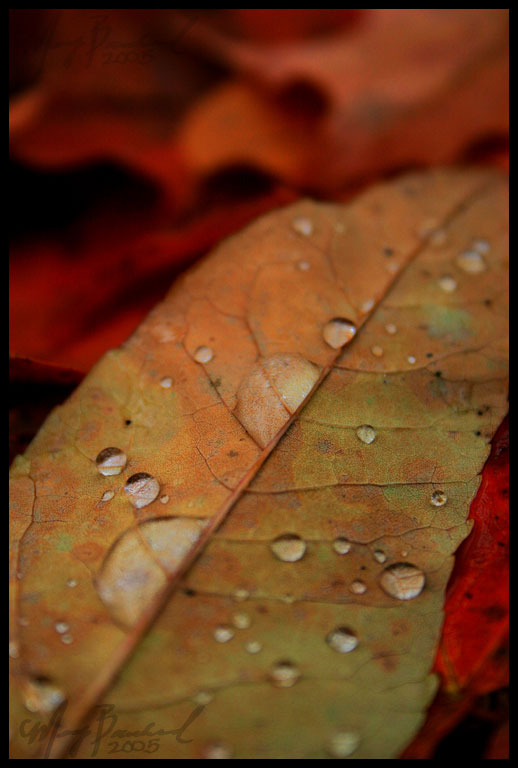 Fall droplets