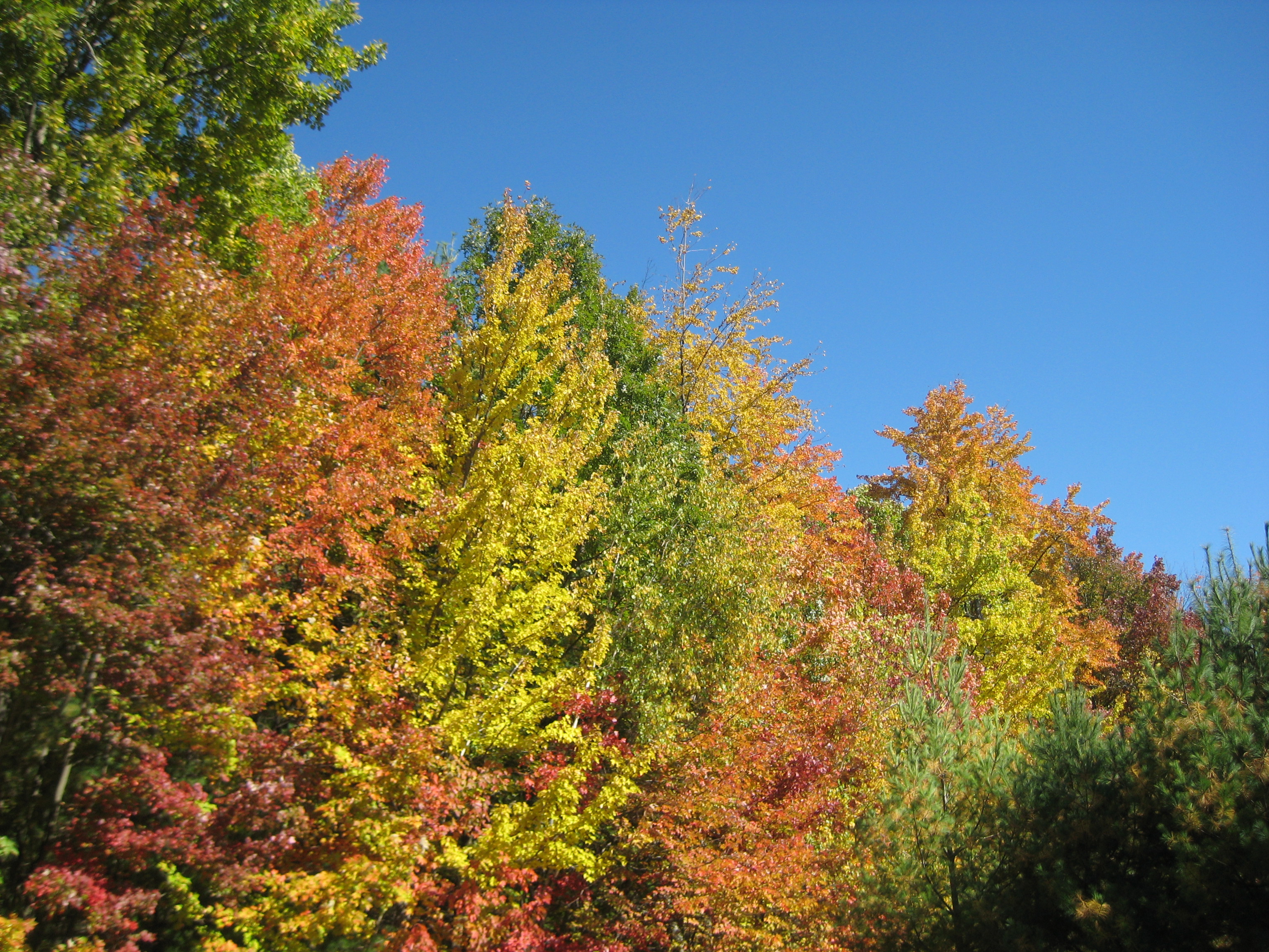 Fall Foliage