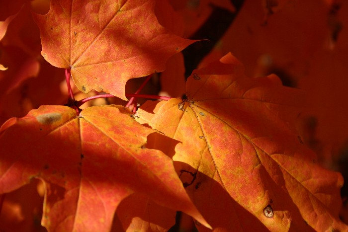 Fall Leaves color in each leaf