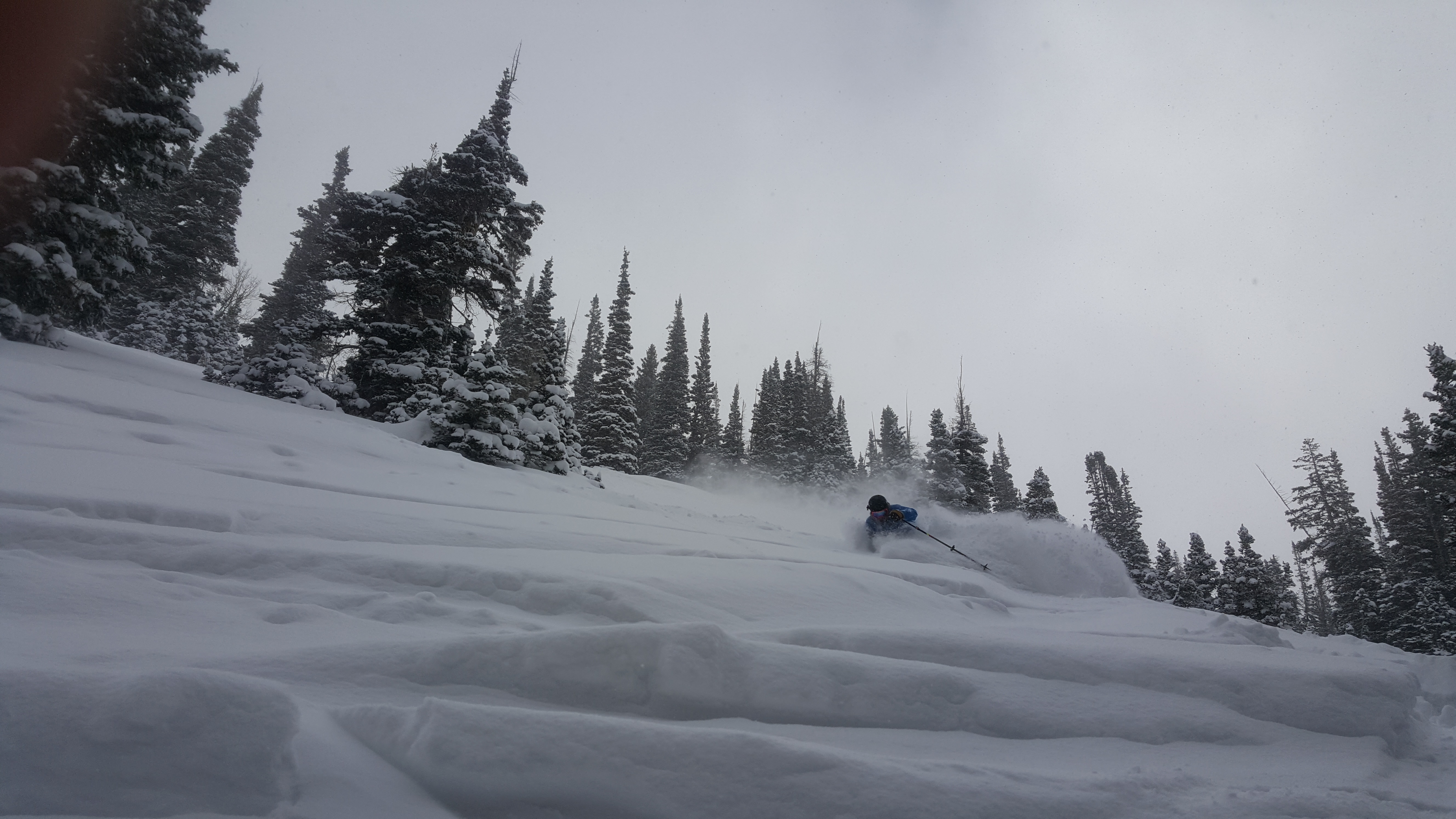 Feb.15th Snowbird 
