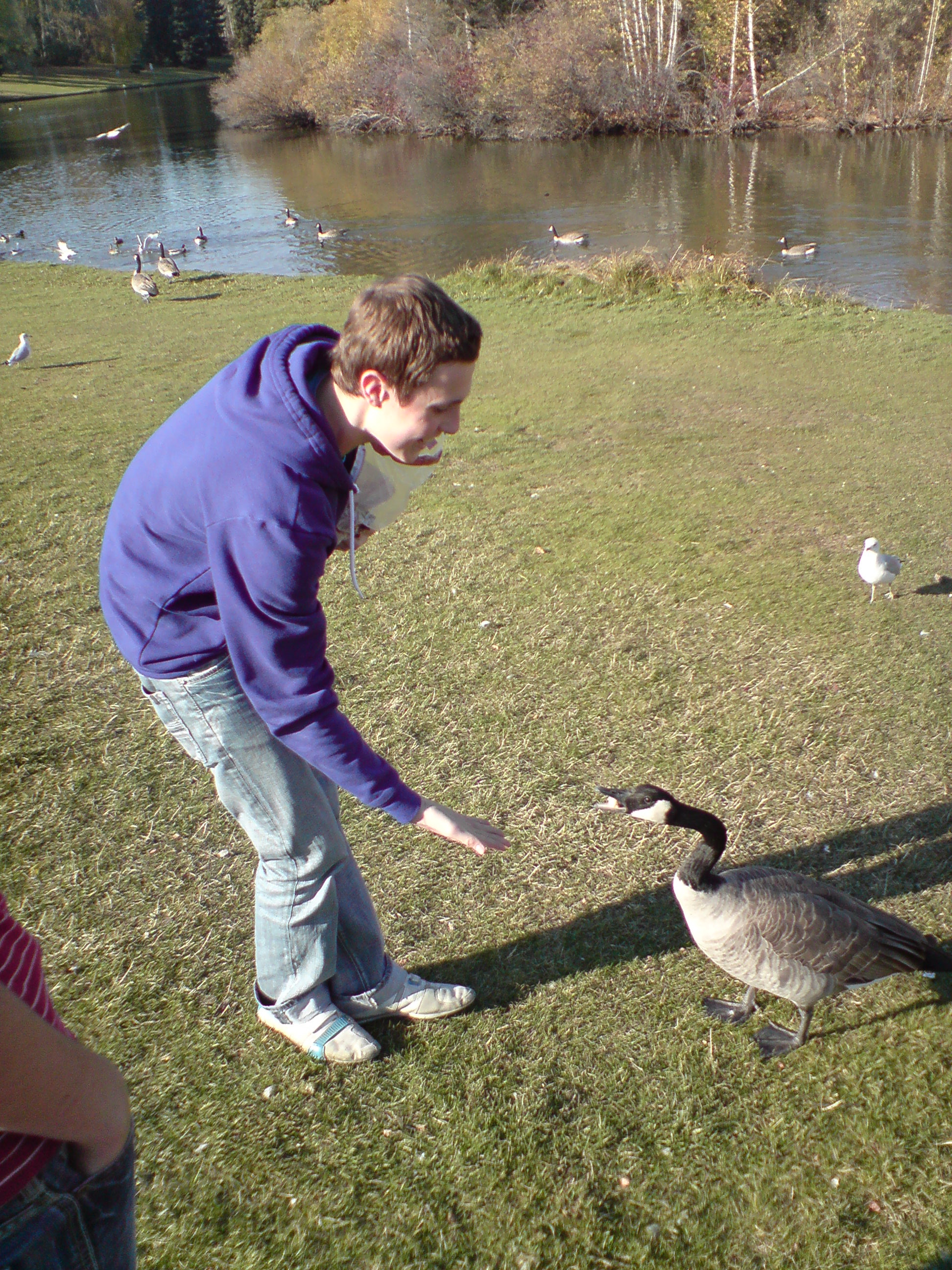 Feedin teh geese