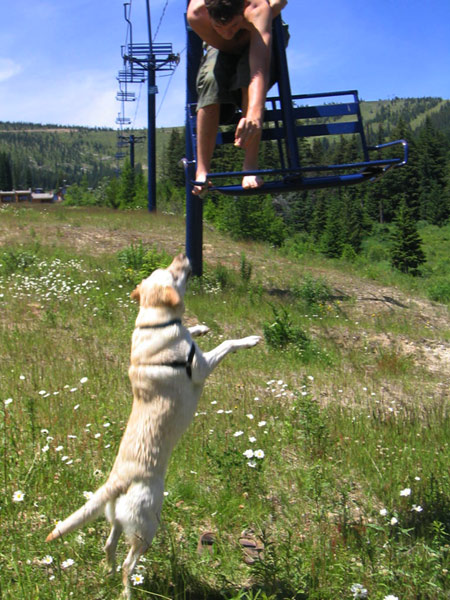 Fending Off The Wild Dogs