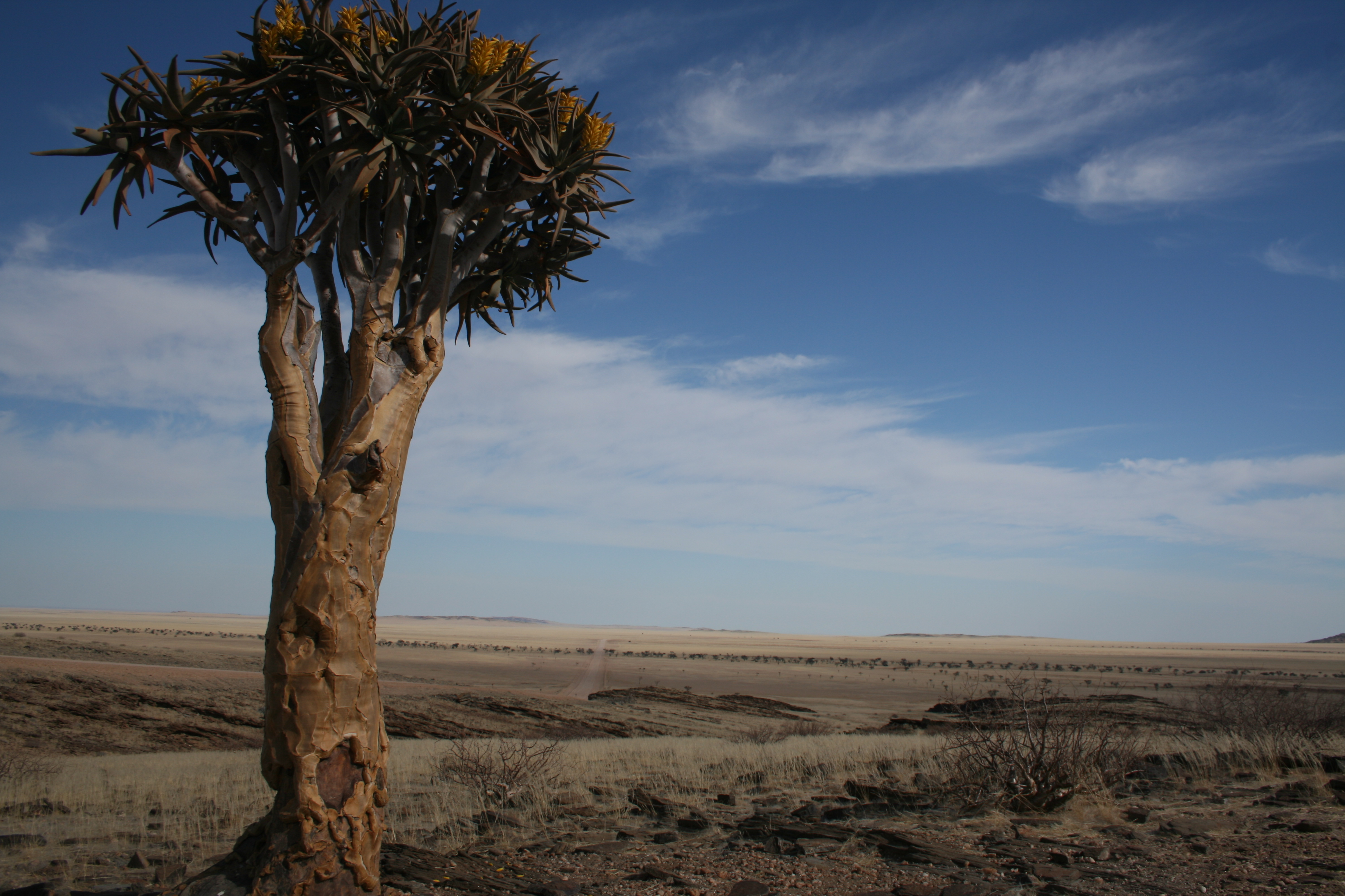 Fever Tree Namibia