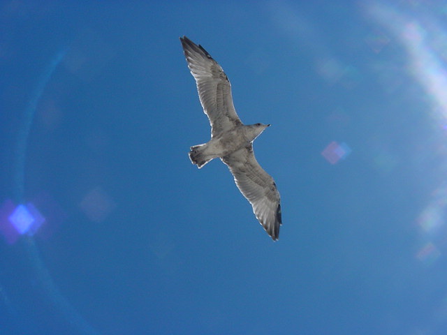 First in Flight