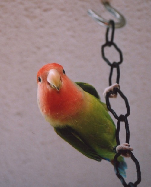 First "real color" photo ......it lost alot of it s quality when scanning and resizing it to 50k :-/