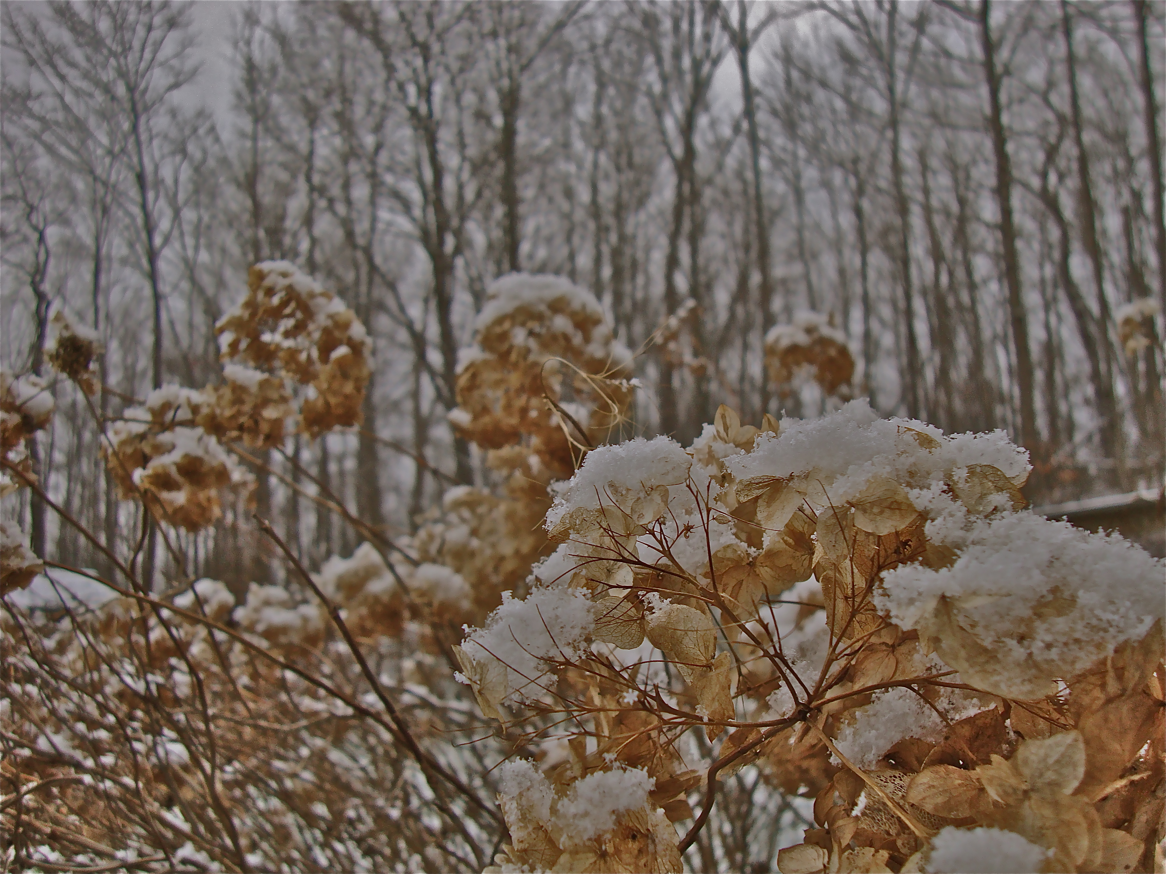 First snow of the season