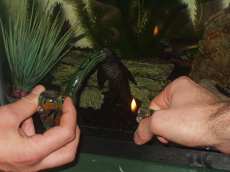 FIsh know how to puff down