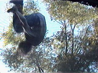 Flatspin Saftey on tramp, taken from below