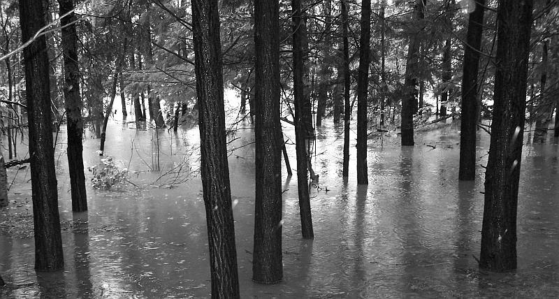 Flooded Forest