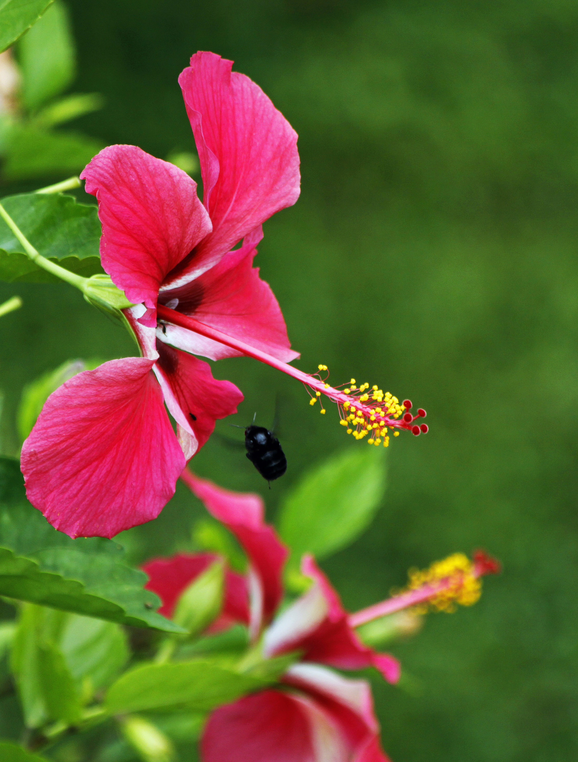 Flower and Bee