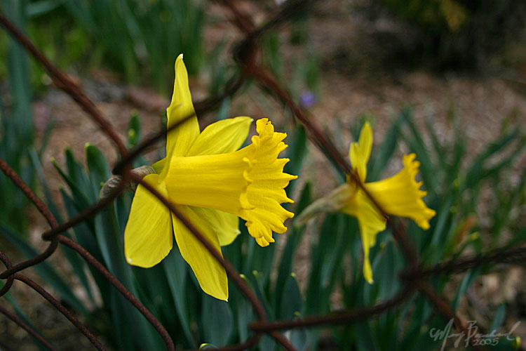 Flower is now within reach...