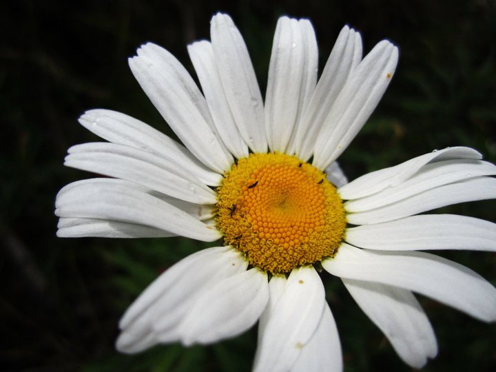 Flowers fer errbody'