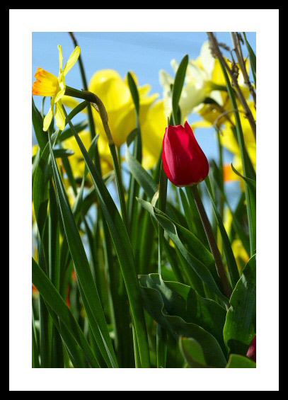 Flowers on a Sunny Day