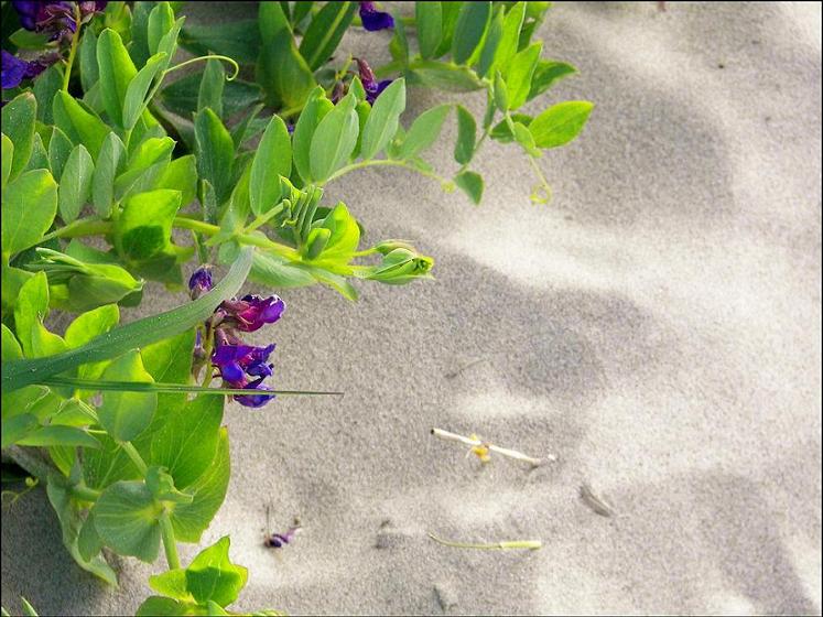 Flowers on the dunes.