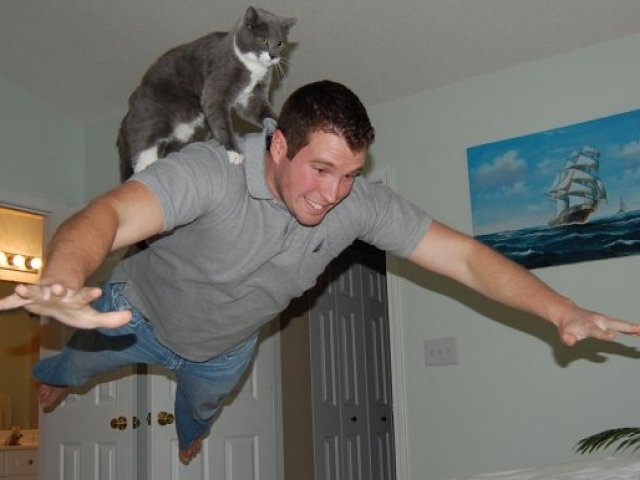 Flying cat