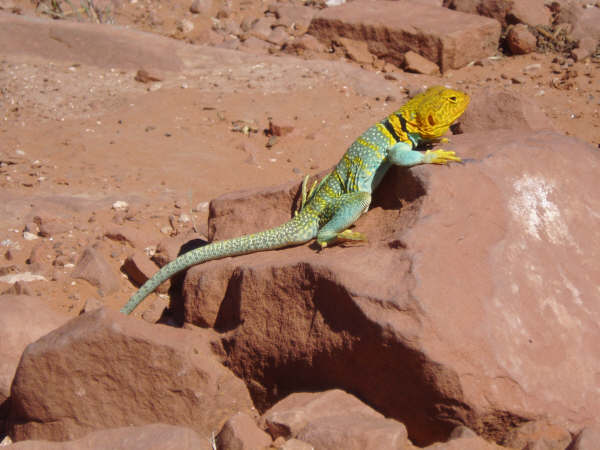 Found this guy just chillin