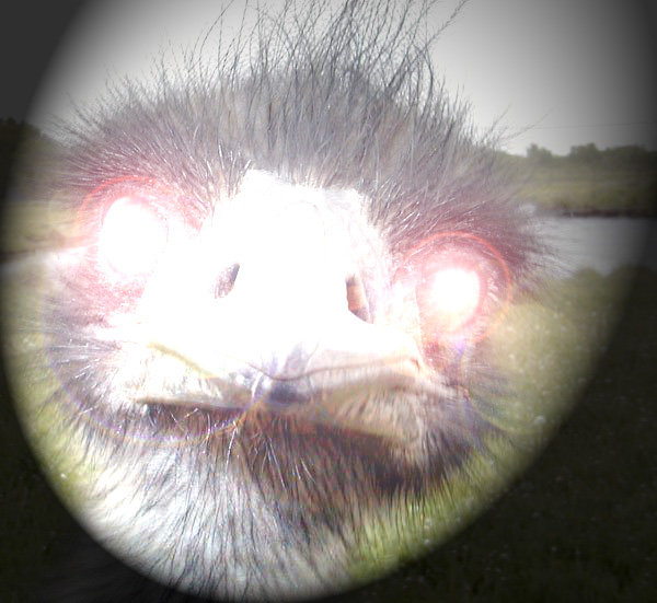 Freaky Pictures I found!