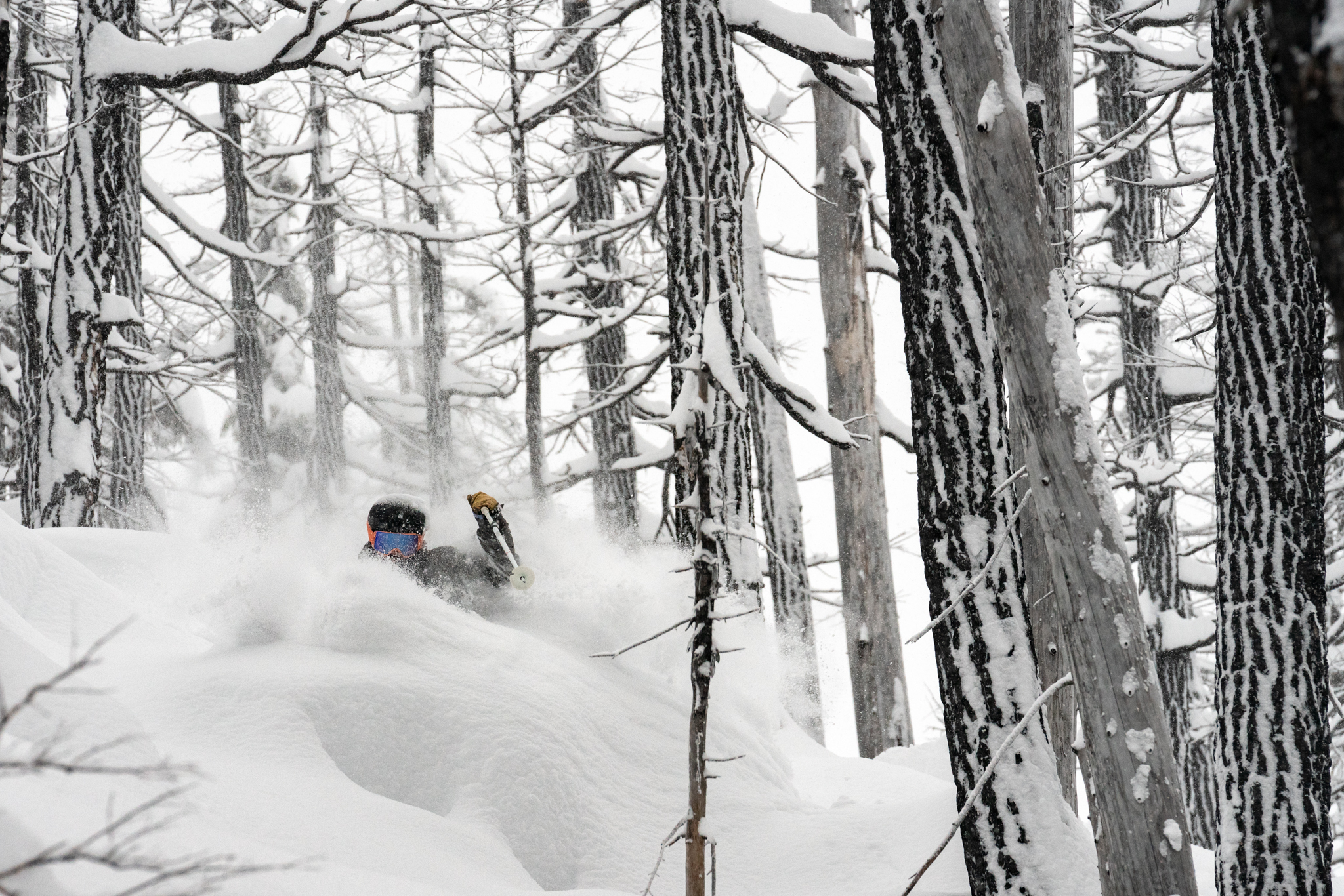 Fresh powder in Whistler