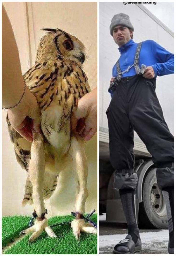 Fun fact: Ahall is part owl 