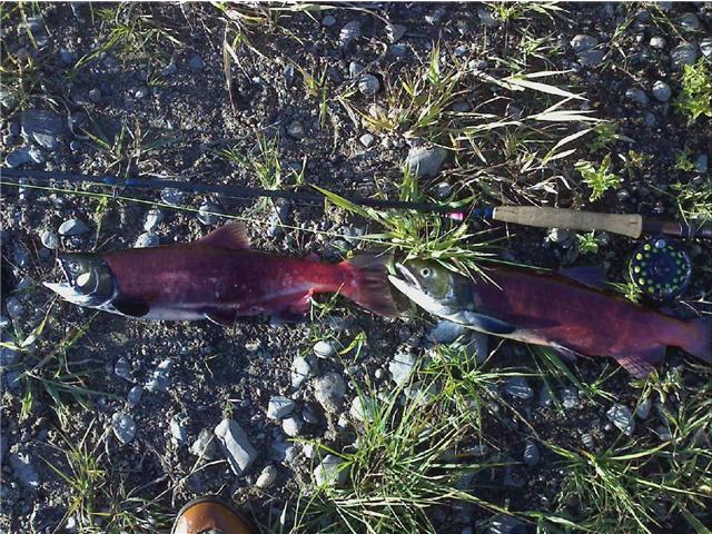 Fun to catch and eat