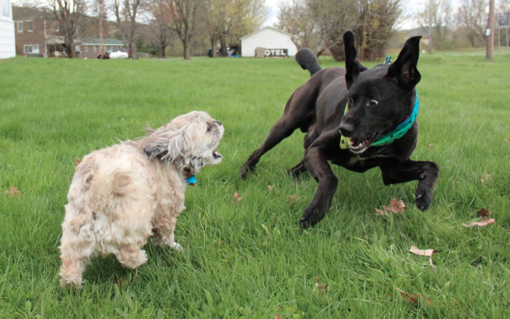 Funny pic of my dogs