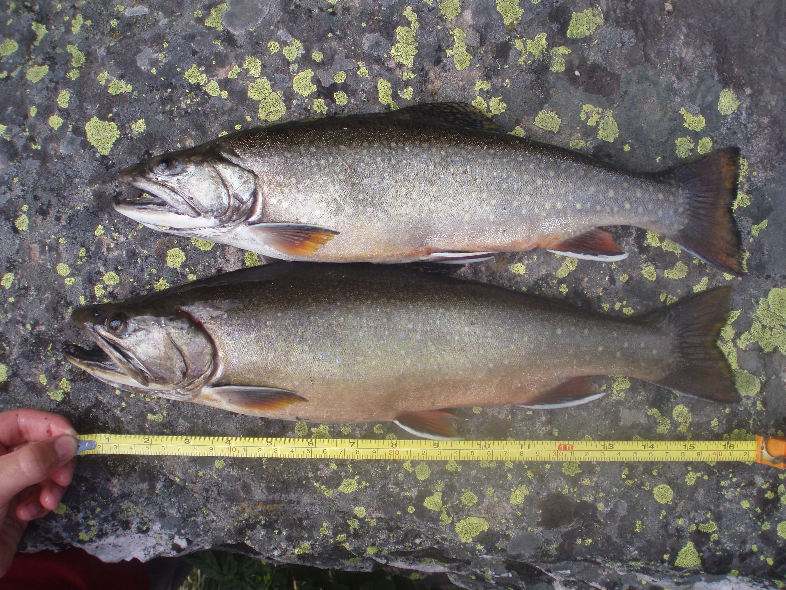 Giant brookies