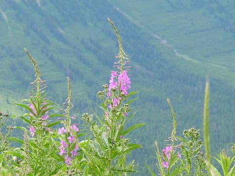 Glacier Nat'l Park again