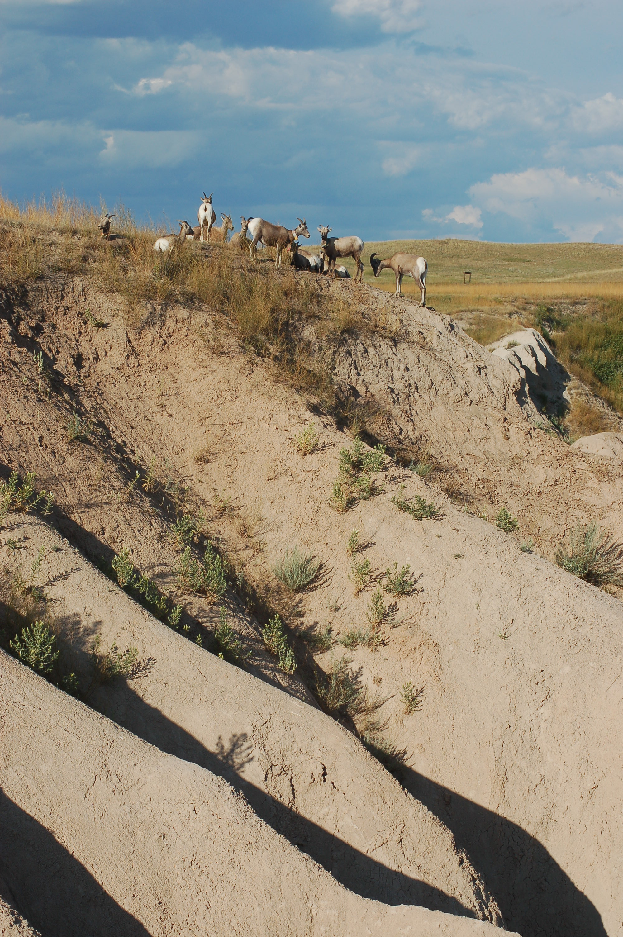 Goats in the badlands
