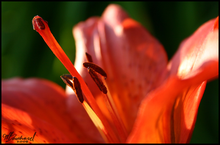 Got Stamen?