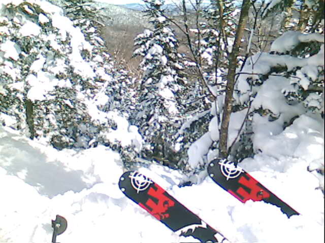 Gotta Love them Trees