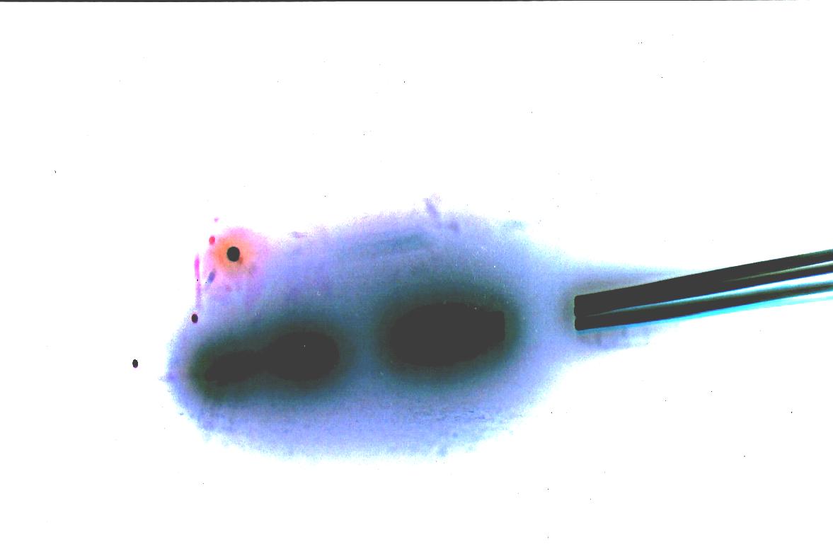 guess what this is(not ps)