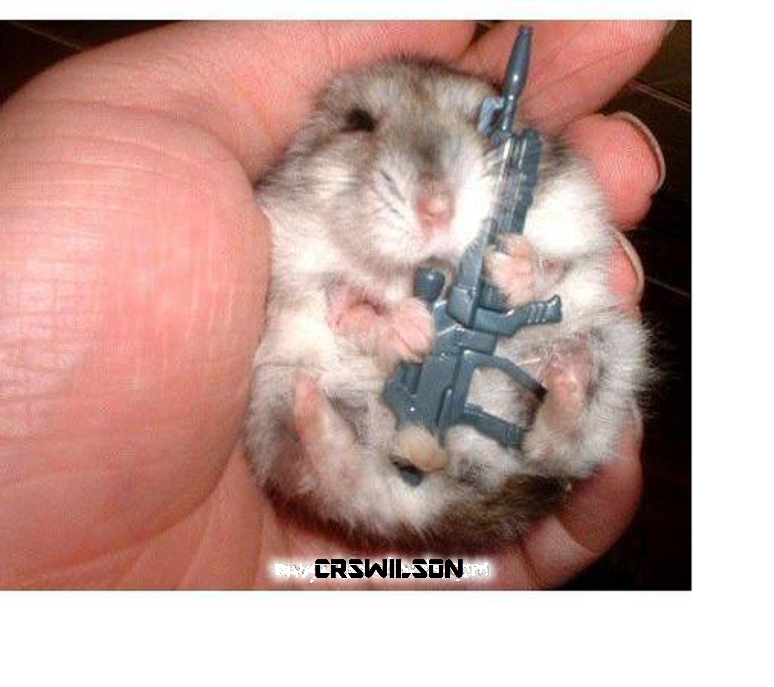 HAMSTER