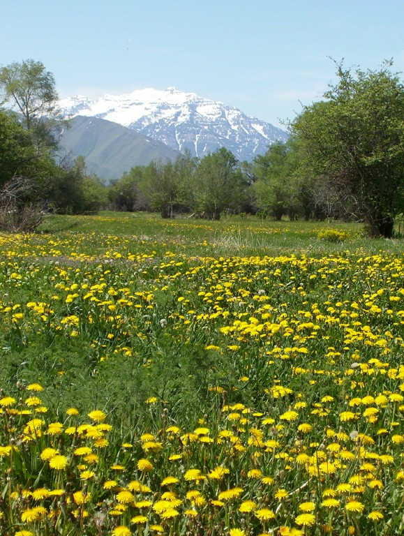 Heber in the Spring