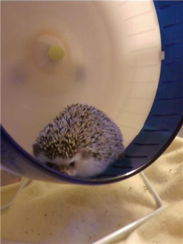 Hedgehog cardio
