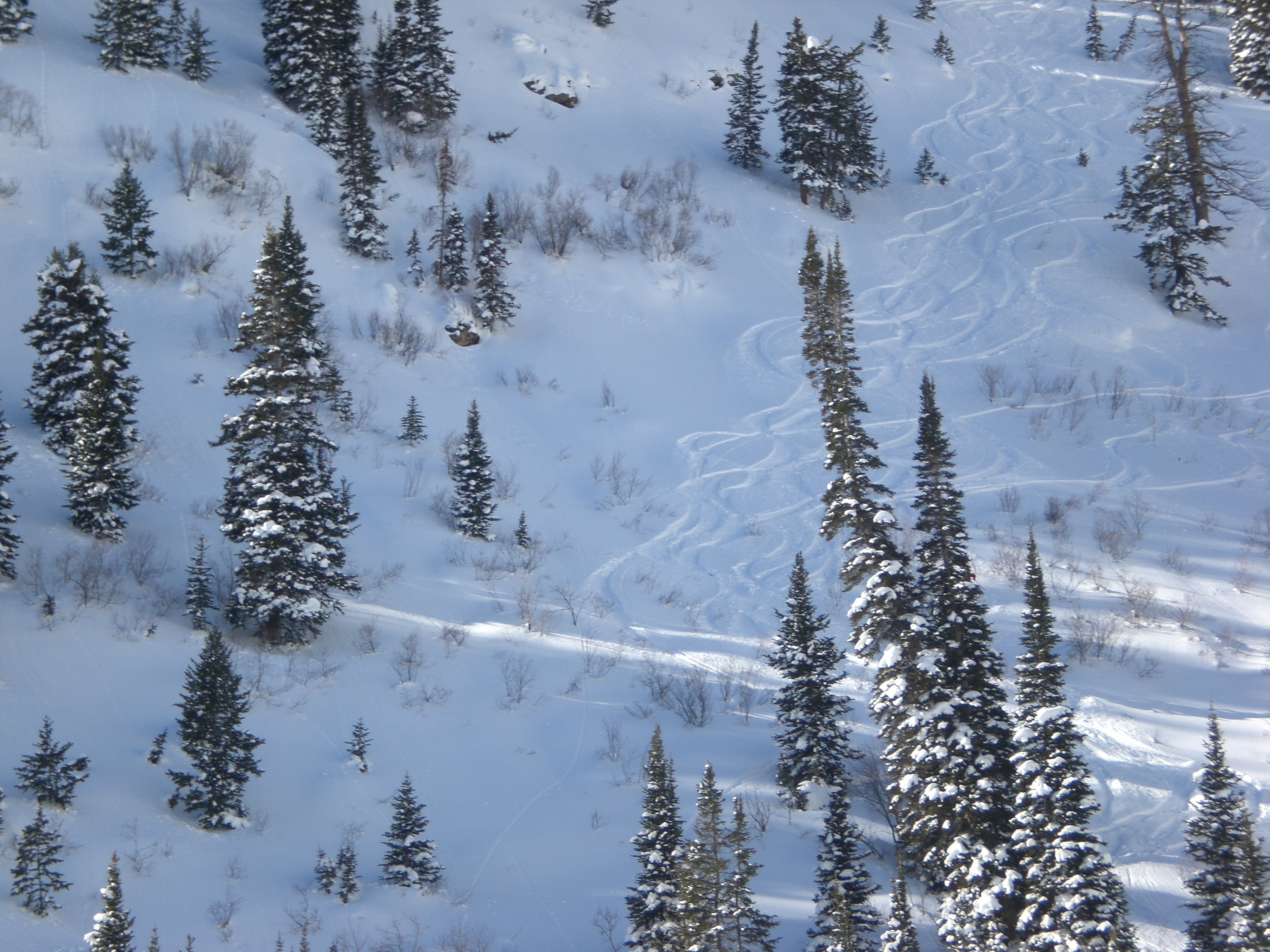 Heli skiing