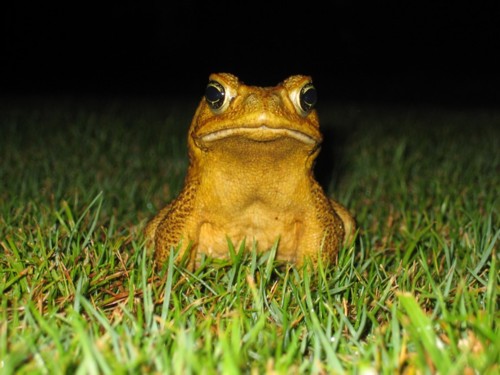 hexa tizite fo shizzzz