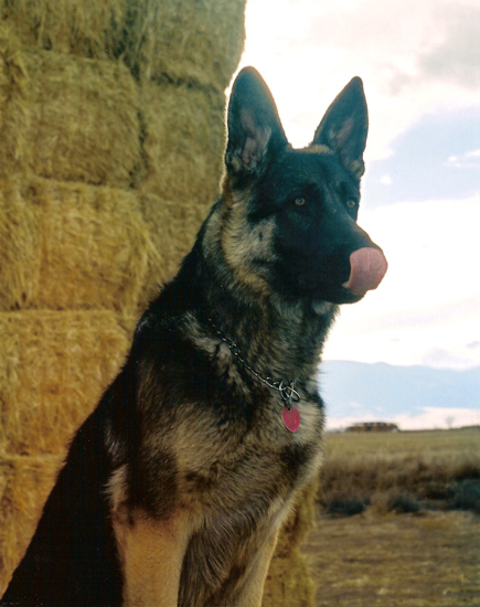 Hey can touch his tongue to his nose