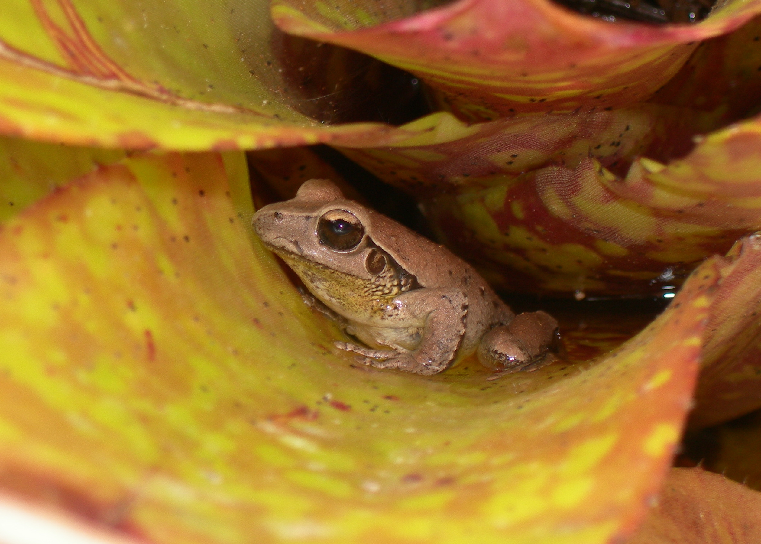 Hey there little fella