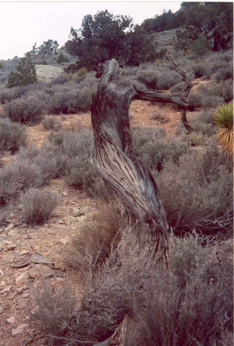 HHHAAAA-DDDOOOOO-KEENNNN!!!!!!