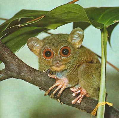 *HOT* tarsier in a tree ready for action