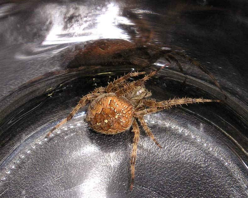 huge spider i caught..