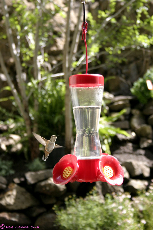Hummingbird in Flight