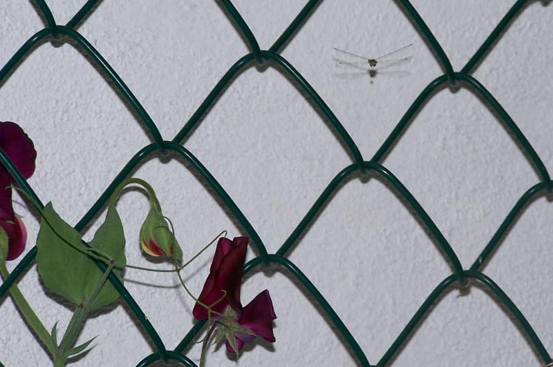 I can't Decide if I Like this or Not.